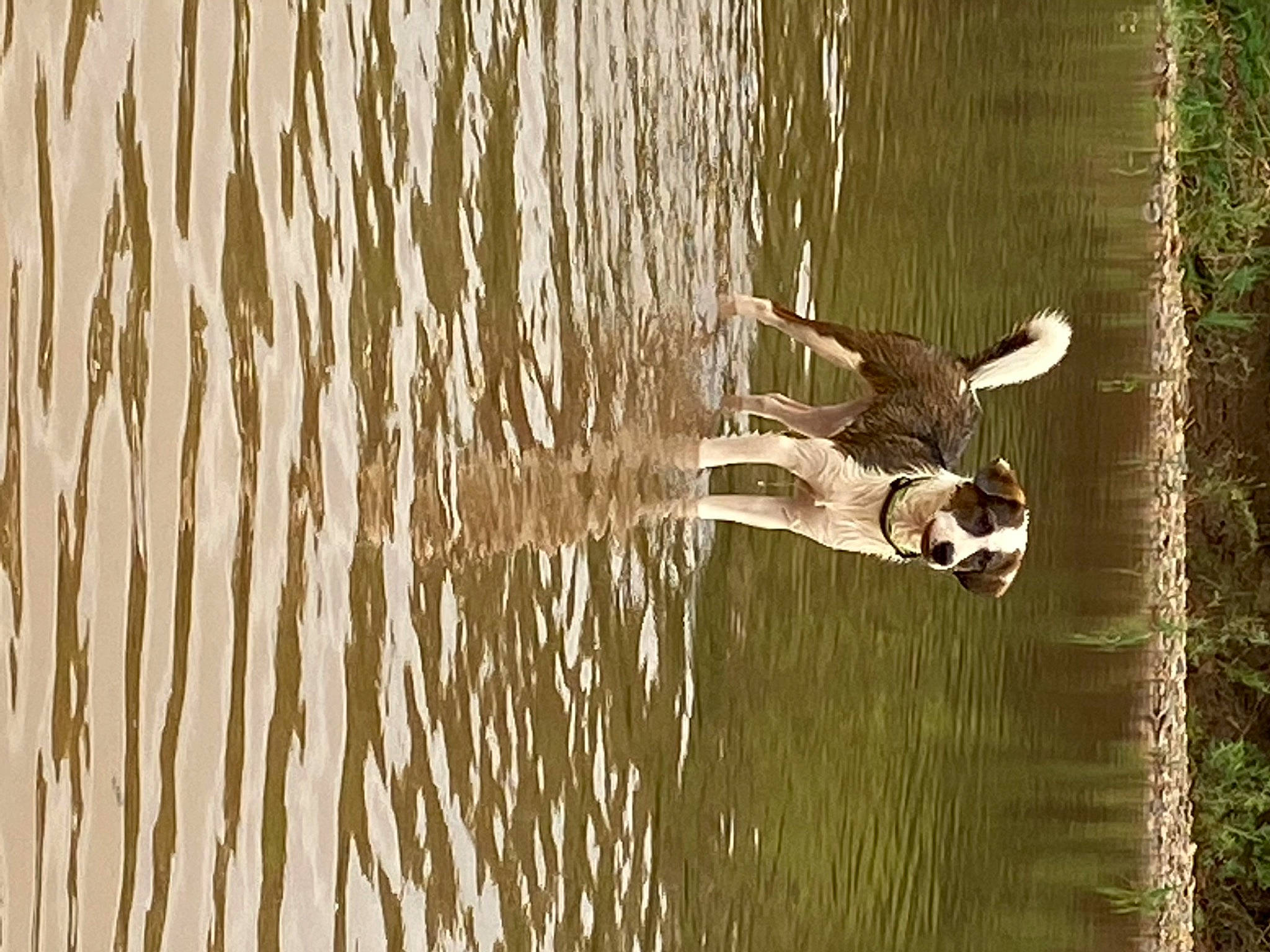 Chevelle joined the competition — help win amazing prizes! _geese_and_swans, beak, ducks, fawn, lake, livestock, mammal, pond, reflection, seabird, tail, terrestrial_animal, tree, trunk, water, water_bird, waterfowl, wetland, wildlife, wood