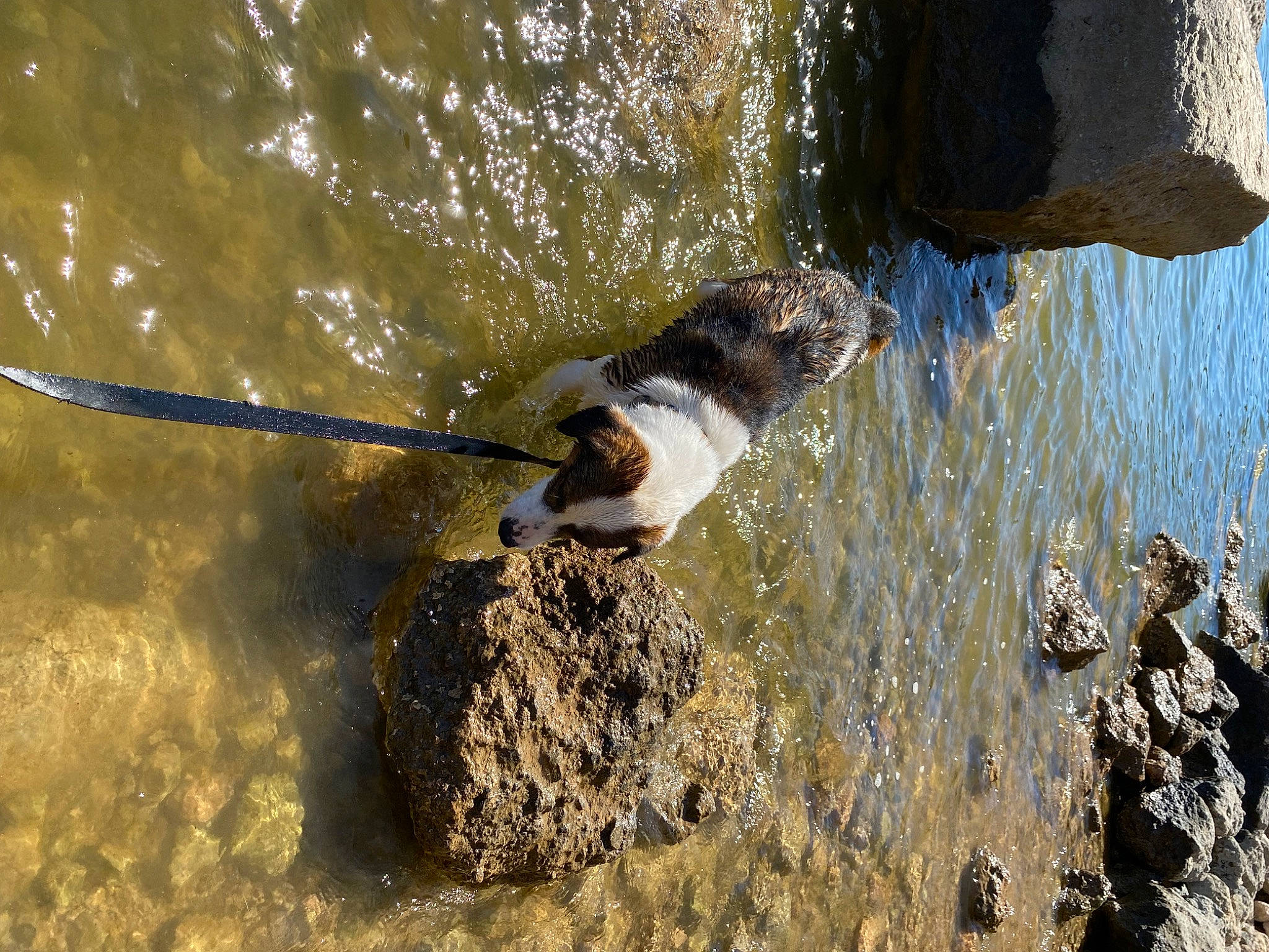 Chevelle is registered to the contest to win money with this photo: beach, beak, body_of_water, canidae, carnivore, dog, dog_breed, fluid, lake, liquid, recreation, rock, shadow, soil, sporting_group, tail, water, wave, wildlife, working_animal
