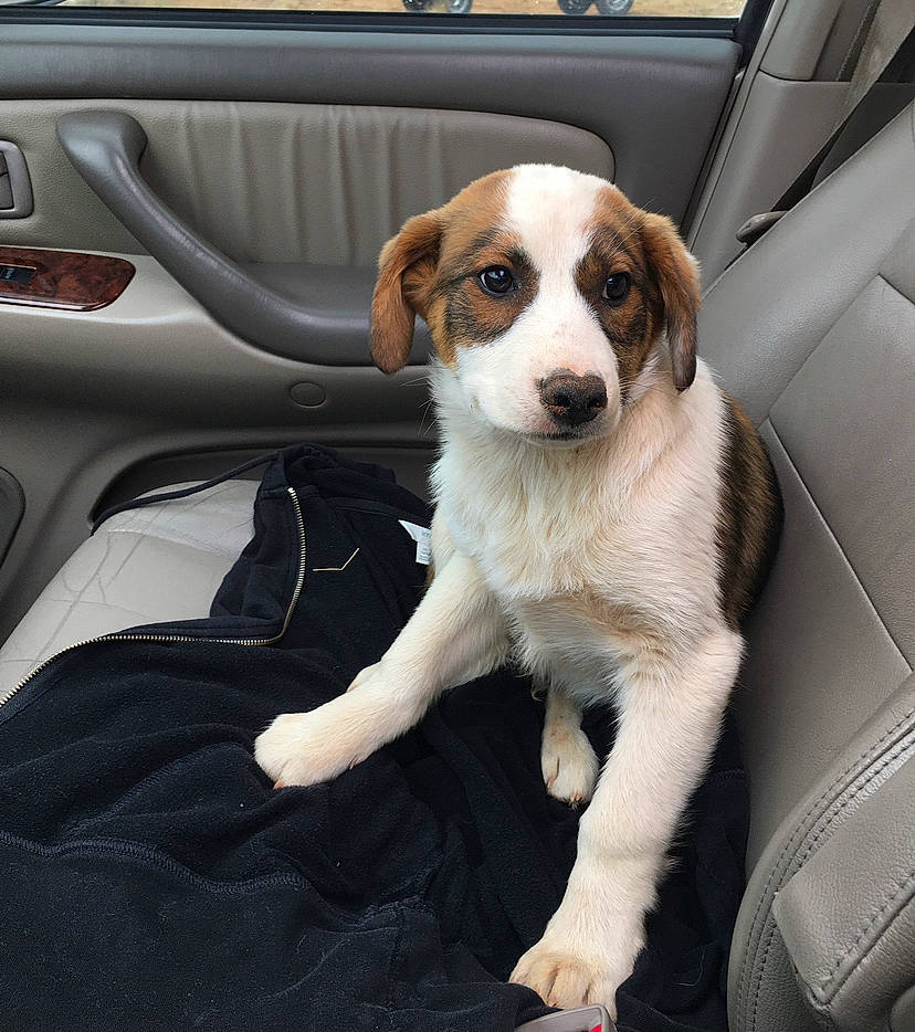 Chevelle joined the competition — help win amazing prizes! auto_part, automotive_design, automotive_exterior, automotive_lighting, car, car_seat, car_seat_cover, carnivore, collar, companion_dog, dog, dog_breed, motor_vehicle, personal_luxury_car, seat_belt, sporting_group, steering_wheel, vehicle, vehicle_door, windshield