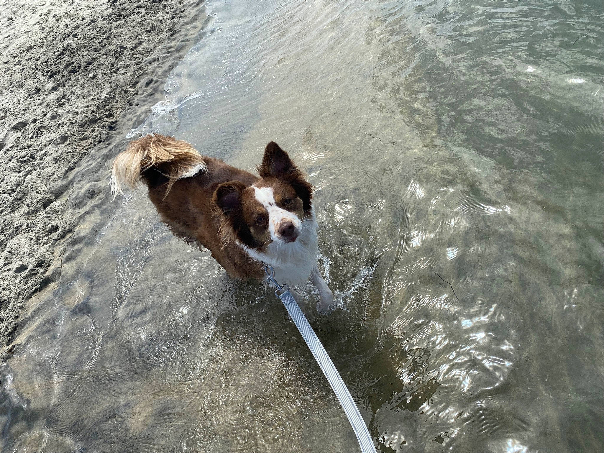 Anastasia joined the competition — help win amazing prizes! canidae, carnivore, companion_dog, dog, dog_breed, fawn, gun_dog, hunting_dog, lake, liver, sporting_group, tail, water, wave, wind_wave, working_animal, working_dog