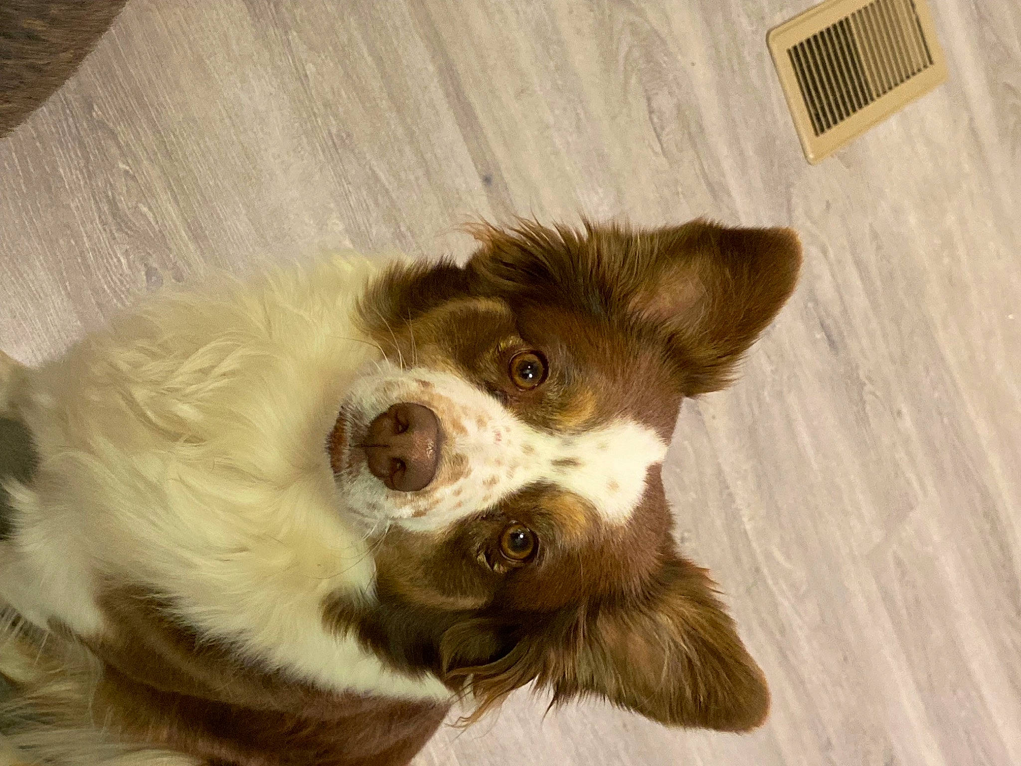 Anastasia joined the competition — help win amazing prizes! art, canidae, carnivore, companion_dog, dog, dog_breed, ear, fawn, fur, liver, snout, sporting_group, toy, whiskers, wood, working_animal