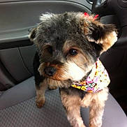 Paisley is registered to the contest to win money with this photo: dog, small_dog, car_interior, car_seat, bandana, pet, animal, fur, cute, alert, groomed, indoor, companion, mammal, portrait, closeup, side_view, travel, domestic_animal, seat