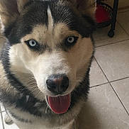Flurry is registered to the contest to win money with this photo: animal, blue_eyes, canine, close_up, companion, cute, dog, domestic_animal, ears, floor_tiles, fur, indoor, looking_at_camera, mammal, pet, portrait, siberian_husky, tongue_out, vent, whiskers