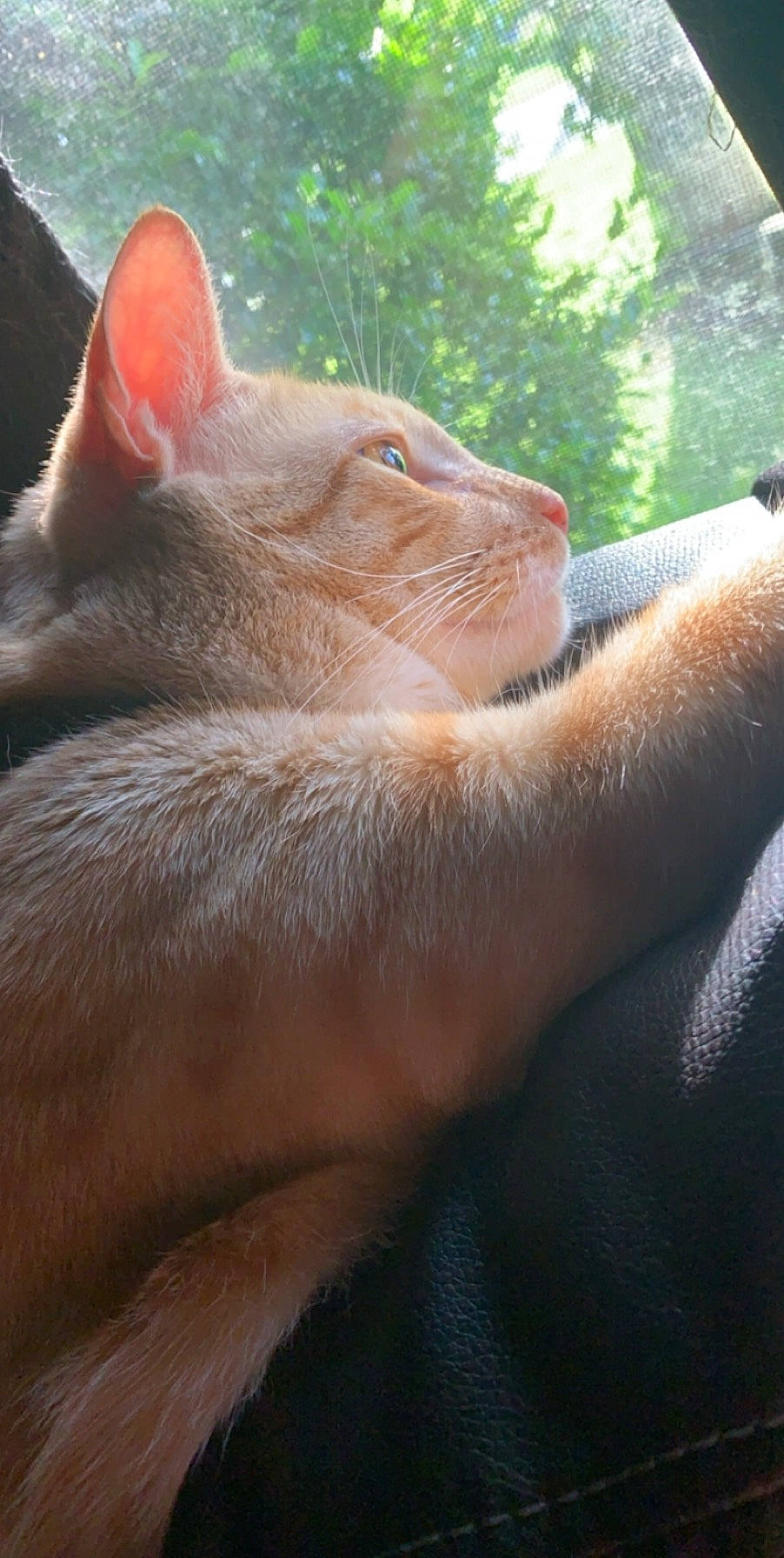 Oliver joined the competition — help win amazing prizes! carnivore, cat, comfort, domestic_short_haired_cat, ear, eye, fawn, felidae, fur, gesture, liver, paw, small_to_medium_sized_cats, snout, tail, terrestrial_animal, whiskers, wildlife, wrinkle