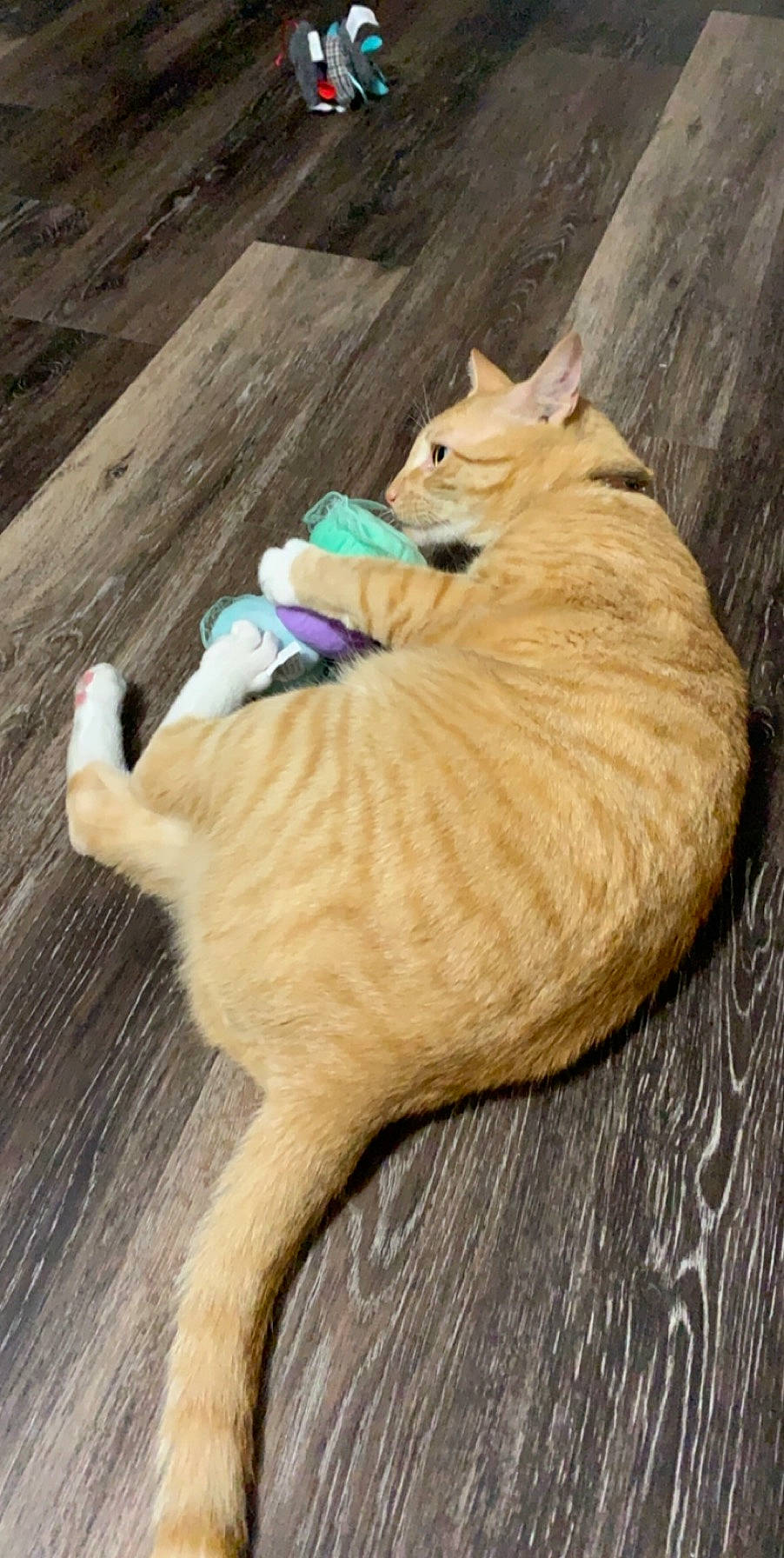 Oliver joined the competition — help win amazing prizes! carnivore, cat, claw, companion_dog, dog_breed, domestic_short_haired_cat, fawn, felidae, flooring, fur, grass, hardwood, paw, sculpture, small_to_medium_sized_cats, tail, terrestrial_animal, whiskers, wood, wood_flooring