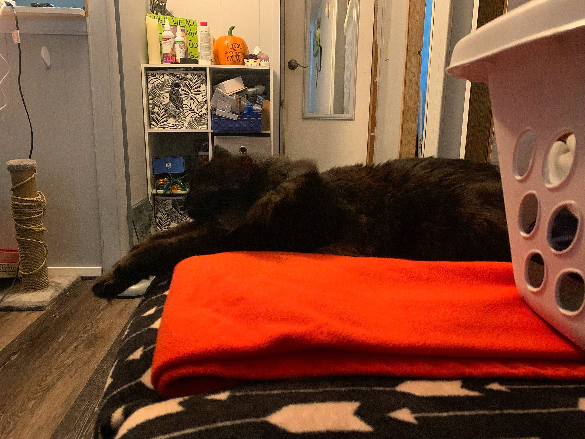 Beerus is registered to the contest to win money with this photo: bed, bedroom, carnivore, cat, comfort, felidae, floor, flooring, grey, hardwood, interior_design, linens, living_room, picture_frame, room, small_to_medium_sized_cats, tail, tints_and_shades, whiskers, wood