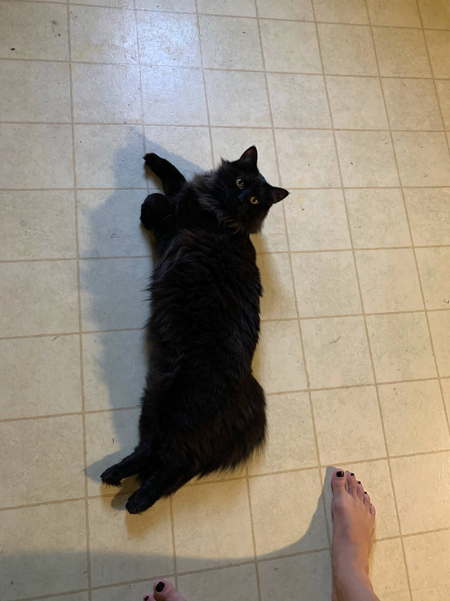 Beerus joined the competition — help win amazing prizes! black_cat, carnivore, cat, claw, dog_breed, domestic_short_haired_cat, felidae, floor, flooring, foot, fur, hardwood, human_leg, paw, shadow, small_to_medium_sized_cats, tail, terrestrial_animal, tile, whiskers