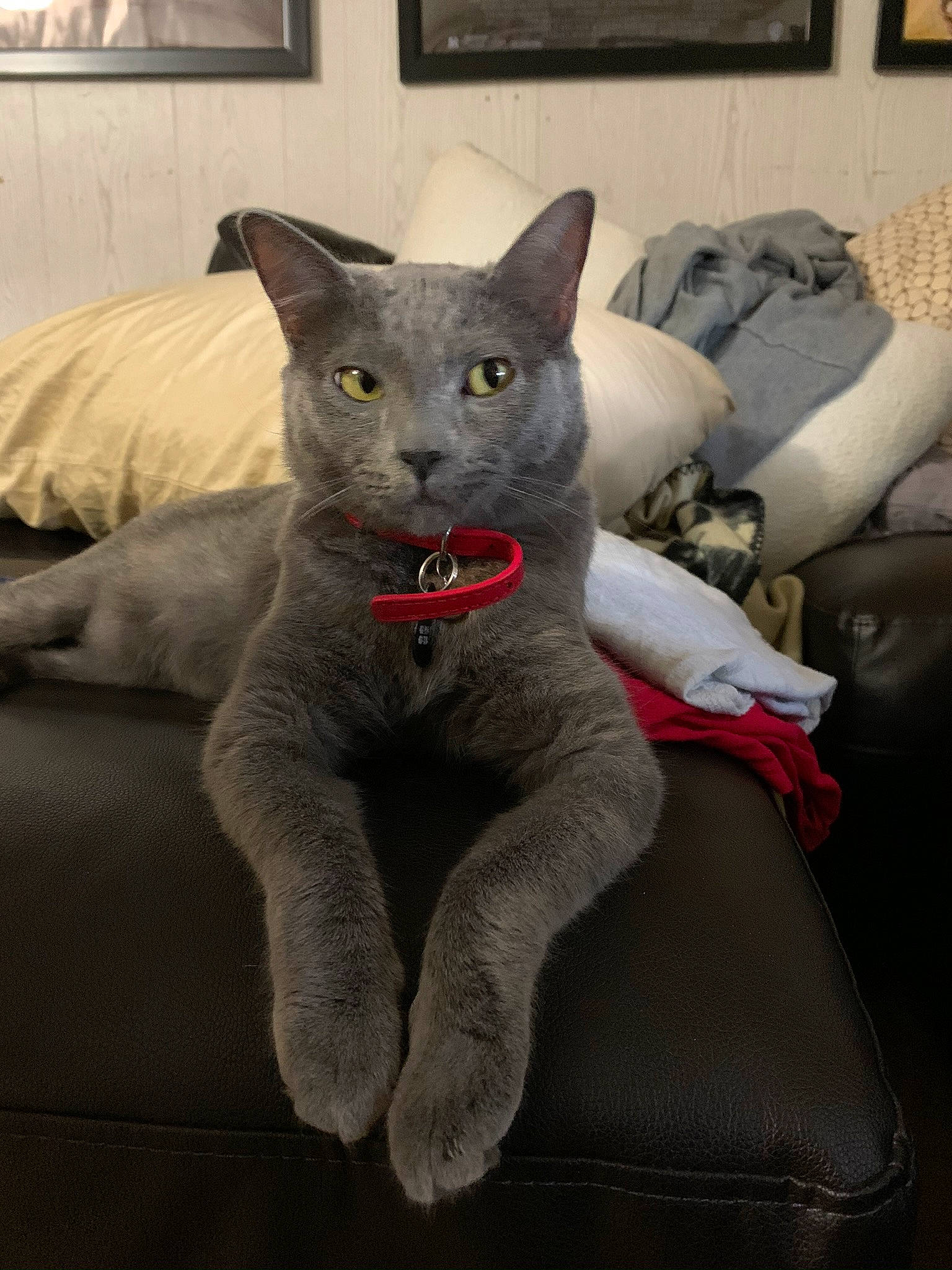 Kast joined the competition — help win amazing prizes! art, carmine, carnivore, cat, comfort, domestic_short_haired_cat, felidae, fur, grey, paw, picture_frame, russian_blue, small_to_medium_sized_cats, snout, tail, terrestrial_animal, whiskers, window