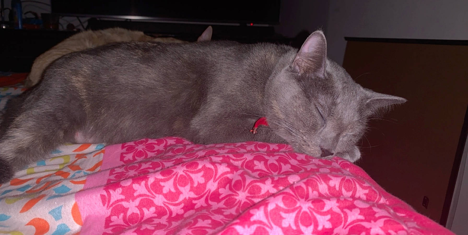 Kast is registered to the contest to win money with this photo: bed, bedding, black_cat, carmine, carnivore, cat, cat_bed, cat_supply, comfort, domestic_short_haired_cat, felidae, fur, grey, linens, magenta, room, russian_blue, small_to_medium_sized_cats, tail, whiskers