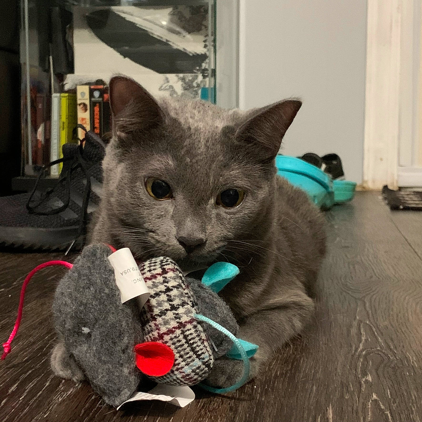 Kast is registered to the contest to win money with this photo: art, automotive_tire, black_cat, carmine, carnivore, cat, cat_toy, claw, comfort, domestic_short_haired_cat, felidae, flooring, fur, grey, paw, russian_blue, small_to_medium_sized_cats, snout, tail, whiskers