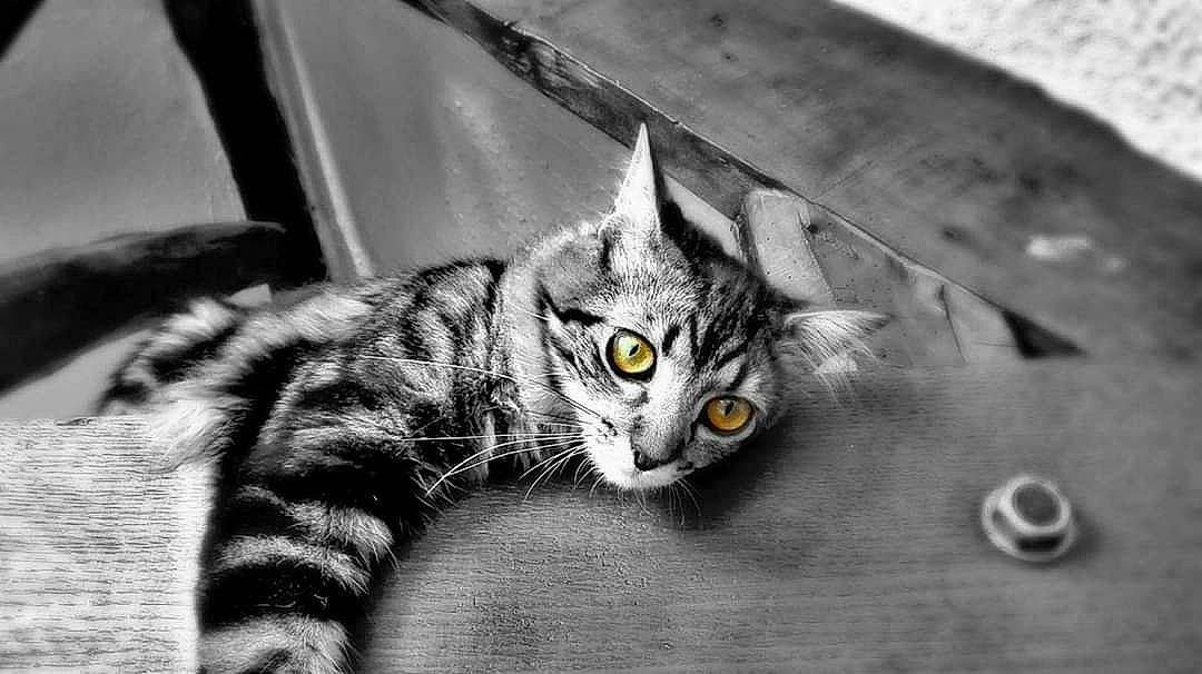 Milo participe au concours pour gagner de l'argent avec cette photo : aegean_cat, american_shorthair, asian, black_and_white, carnivore, cat, domestic_short_haired_cat, dragon_li, european_shorthair, eye, felidae, kitten, monochrome, monochrome_photography, photography, small_to_medium_sized_cats, snout, tabby_cat, whiskers, white