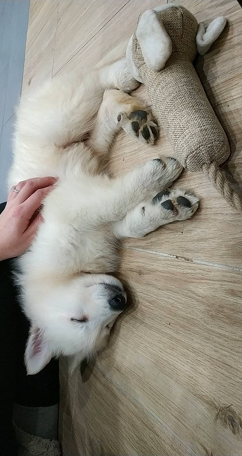 Paco a rejoint le concours — aidez-le/la à gagner de superbes lots ! birman, burmilla, canidae, carnivore, cat, claw, felidae, fur, kitten, paw, ragdoll, small_to_medium_sized_cats, tail