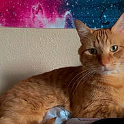 Cheddar Bob joined the competition — help win amazing prizes! animal, cat, close_up, cosmic, decor, eyes, face, feline, fur, glasses, indoor, orange_tabby, person, pet, photobomb, portrait, resting, tapestry, wall, whiskers
