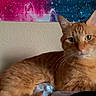 animal, cat, close_up, cosmic, decor, eyes, face, feline, fur, glasses, indoor, orange_tabby, person, pet, photobomb, portrait, resting, tapestry, wall, whiskers