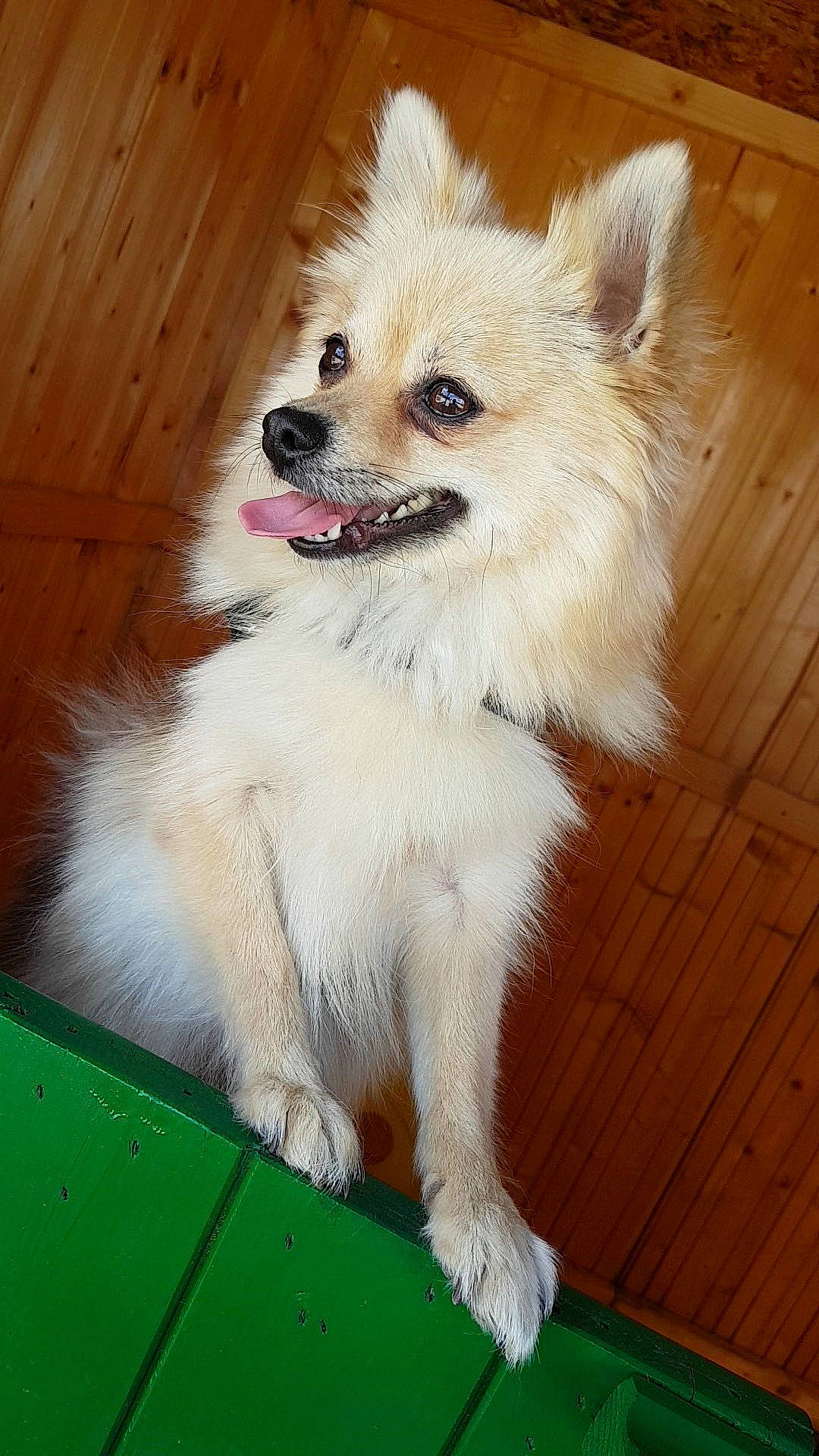 Jaïka a rejoint le concours — aidez-le/la à gagner de superbes lots ! canidae, carnivore, collar, companion_dog, dog, dog_breed, dog_collar, dog_supply, fawn, fur, german_spitz, german_spitz_klein, german_spitz_mittel, hardwood, spitz, toy_dog, volpino_italiano, whiskers, wood, working_animal