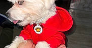 Princeton is registered to the contest to win money with this photo: animal, closeup, collar, colorful_reflection, cute, dog, domestic_animal, fluffy, hand, human_hand, indoor, pet, pet_accessory, playful, portrait, puppy, red_hoodie, small_dog, tongue_out, white_fur