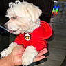 dog, puppy, white_fur, red_hoodie, pet, hand, tongue_out, indoor, cute, small_dog, fluffy, collar, animal, pet_accessory, human_hand, playful, portrait, closeup, domestic_animal, colorful_reflection
