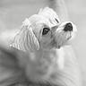 dog, close_up, black_and_white, fluffy, pet, animal, portrait, cute, looking_up, soft_focus, indoor, mammal, fur, adorable, companion, domestic_animal, whiskers, snout, ears, cute_pet