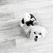 Princeton joined the competition — help win amazing prizes! dog, small_dog, puppy, pet, floor, wooden_floor, toy, plush_toy, clothing, outfit, cute, looking_up, tongue_out, indoor, black_and_white, animal, fur, playful, companion, adorable