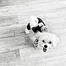 dog, small_dog, puppy, pet, floor, wooden_floor, toy, plush_toy, clothing, outfit, cute, looking_up, tongue_out, indoor, black_and_white, animal, fur, playful, companion, adorable