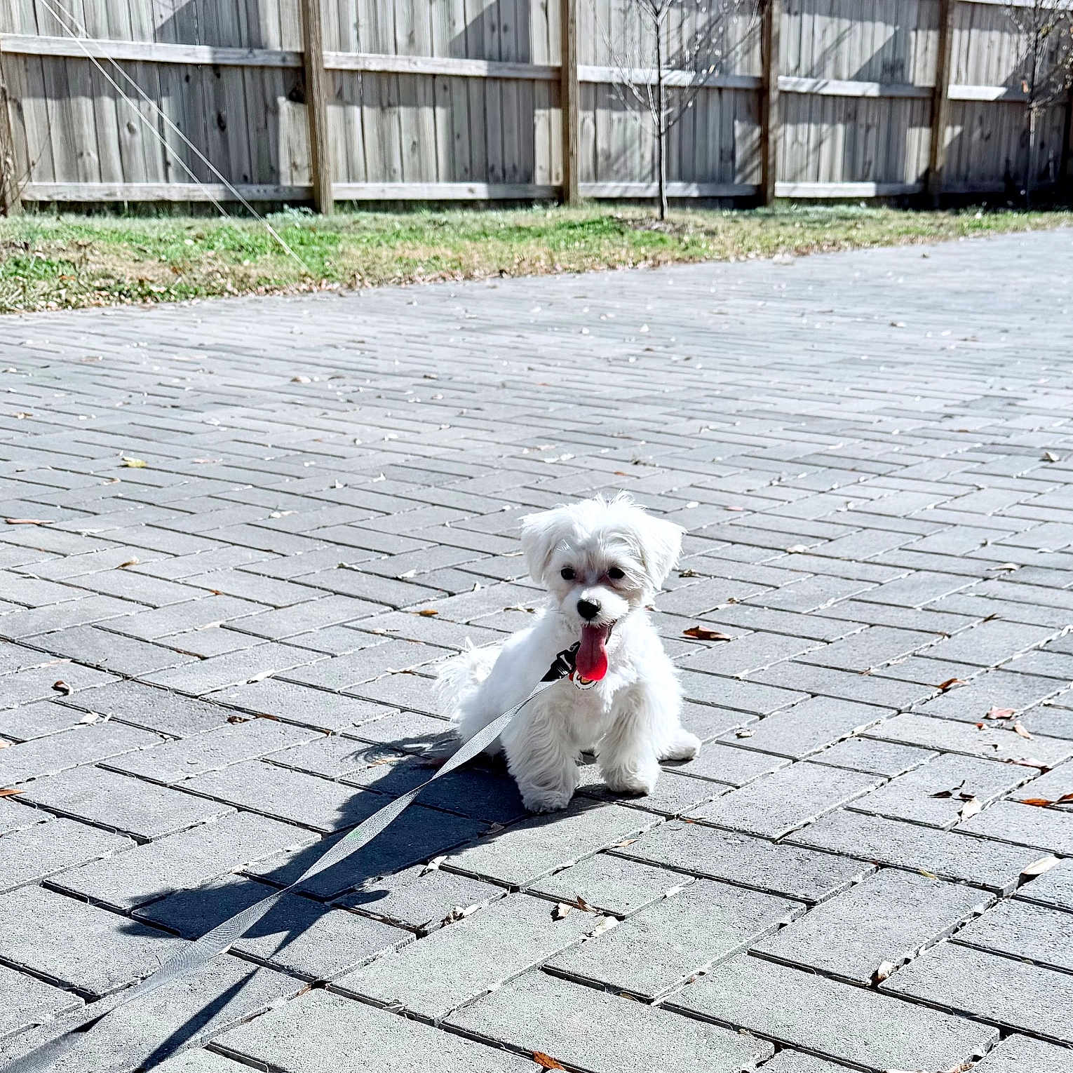 Princeton
