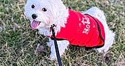 Princeton joined the competition — help win amazing prizes! dog, white_dog, small_dog, leash, red_jacket, grass, outdoor, pet, tongue_out, cute, playful, fur, animal, canine, walking, nature, park, happy, looking_up, summer_clothing
