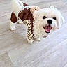 dog, small_dog, white_dog, pet, happy, smiling, canine, indoor, floor, wooden_floor, clothing, costume, cute, fur, animal, companion, playful, looking_up, tongue_out, adorable