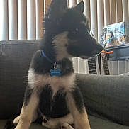 Milo joined the competition — help win amazing prizes! animal, black, blue, collar, couch, cute, dog, domestic, fur, furniture, guitar, house, indoor, pet, puppy, side_view, sitting, vertical_blinds, white, young