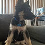 animal, black, blue, collar, couch, cute, dog, domestic, fur, furniture, guitar, house, indoor, pet, puppy, side_view, sitting, vertical_blinds, white, young