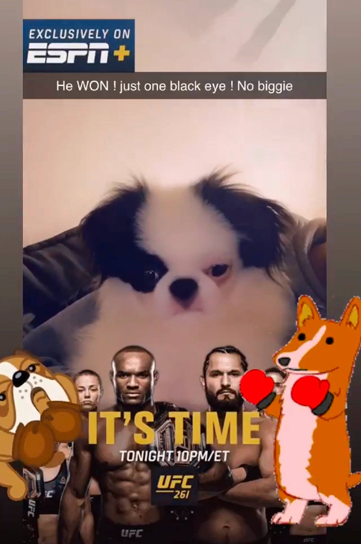 Oreo is registered to the contest to win money with this photo: advertising, book, book_cover, companion_dog, eyelash, eyewear, facial_expression, fiction, fictional_character, font, fur, hair_coloring, human, movie, photo_caption, poster, product, publication, snapshot, toy