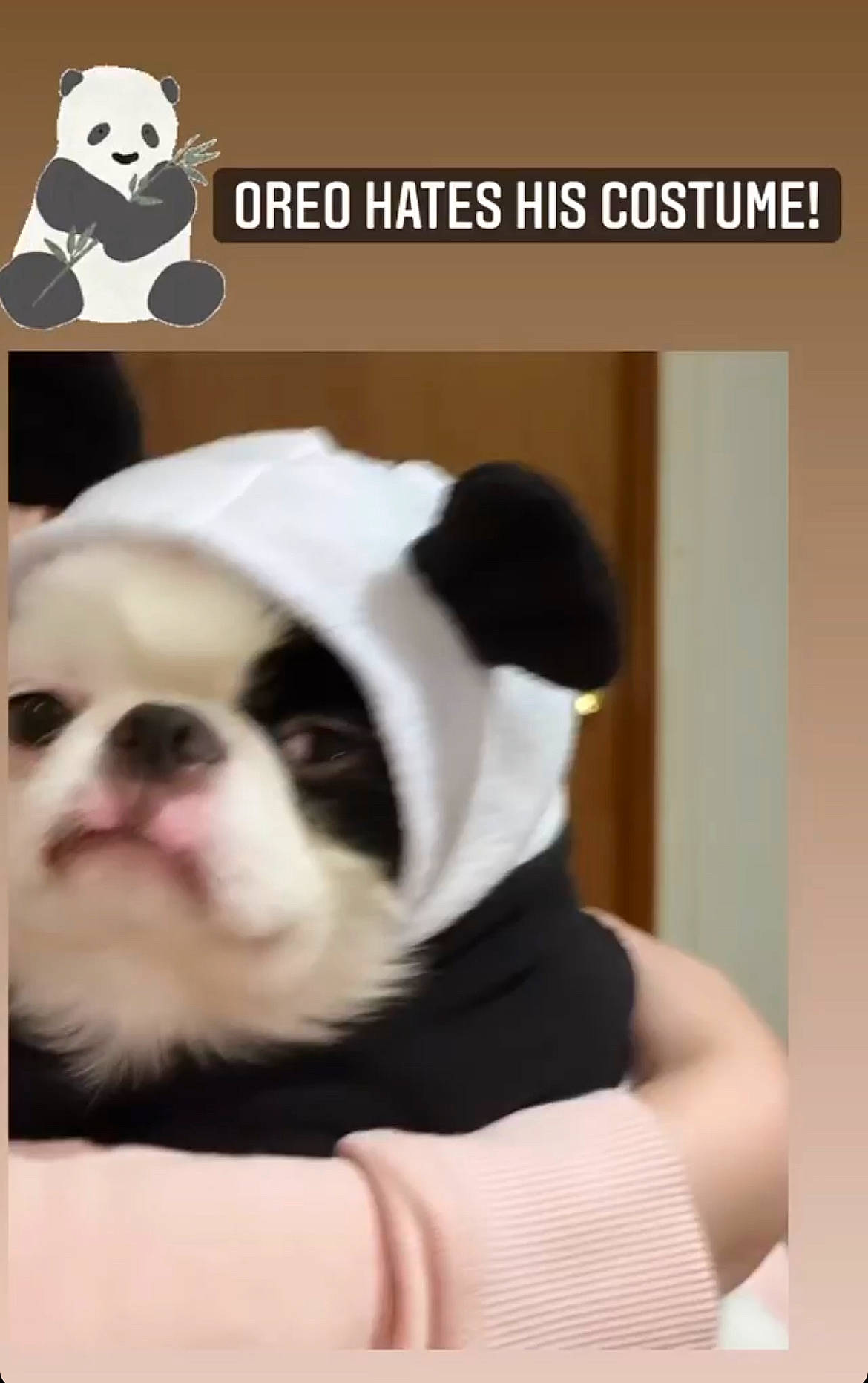 Oreo joined the competition — help win amazing prizes! boston_terrier, bulldog, canidae, carnivore, comfort, companion_dog, dog, dog_breed, fawn, font, french_bulldog, fur, photo_caption, photography, snout, sporting_group, teddy_bear, toy_dog, whiskers, working_animal