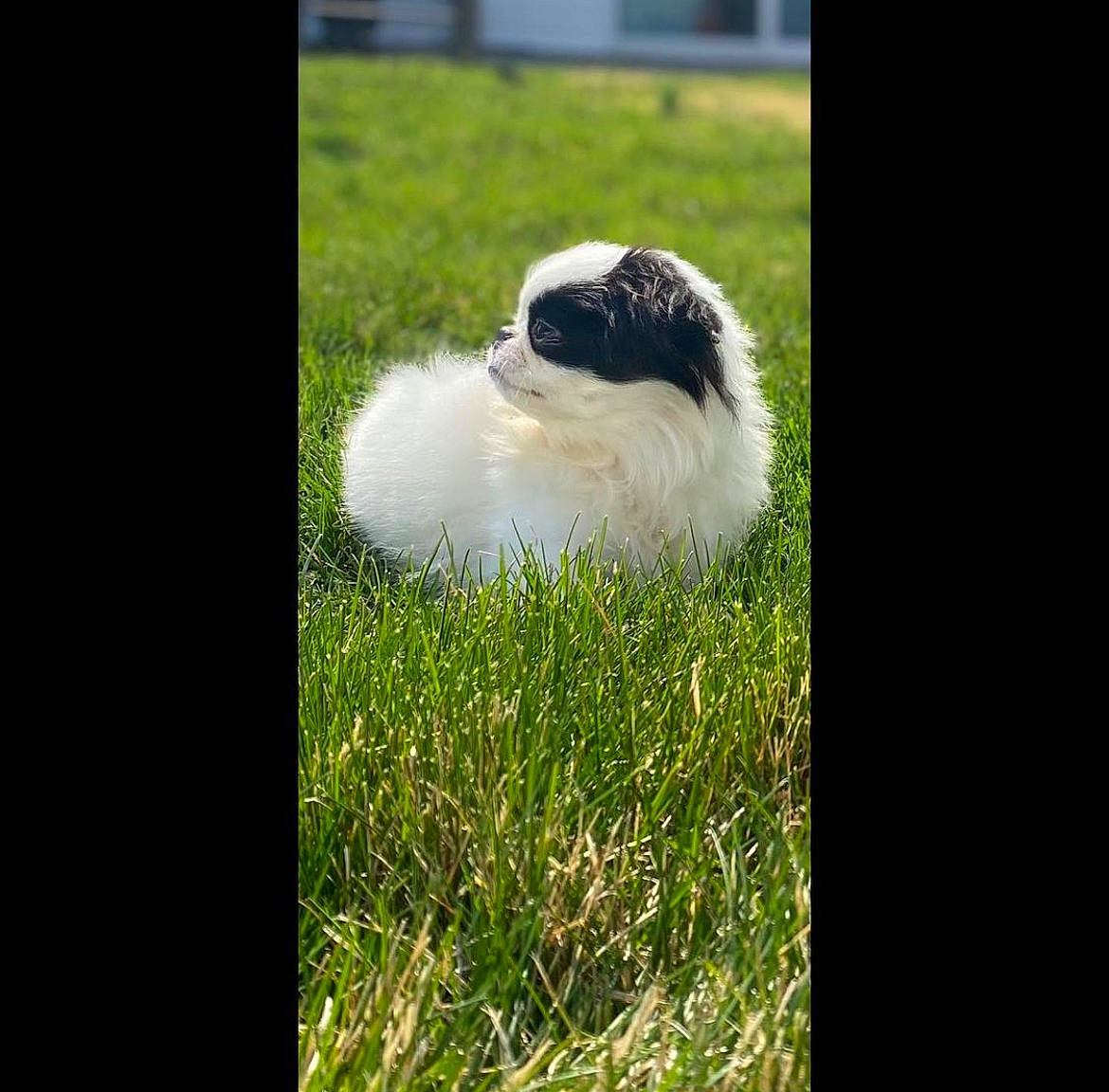 Oreo joined the competition — help win amazing prizes! beak, bird, flightless_bird, grass, grass_family, grassland, happy, landscape, lawn, natural_landscape, pasture, seabird, terrestrial_animal, water_bird, wildlife