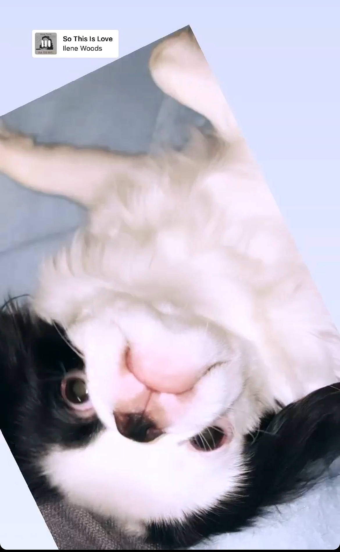 Oreo joined the competition — help win amazing prizes! canidae, carnivore, cat, close_up, companion_dog, dog_breed, ear, eyelash, fang, felidae, foot, gesture, jaw, nose, paw, small_to_medium_sized_cats, snout, sporting_group, whiskers, yawn