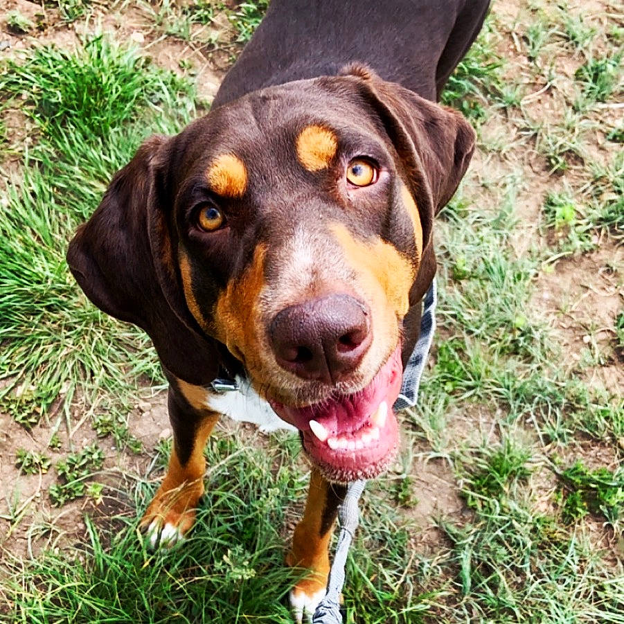 Gertie joined the competition — help win amazing prizes! austrian_black_and_tan_hound, canidae, carnivore, dog, dog_breed, entlebucher_mountain_dog, grass, hellenikos_ichnilatis, hound, hunting_dog, lithuanian_hound, mammal, montenegrin_mountain_hound, polish_hunting_dog, transylvanian_hound, tyrolean_hound, vertebrate, working_dog