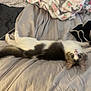 Opal is registered to the contest to win money with this photo: cat, bed, blanket, pattern, animal, pet, feline, fur, cute, lying_down, indoor, cozy, resting, wide_eyes, upside_down, soft, sleepy, domestic, comfortable, relaxed