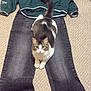 cat, jeans, sweatshirt, clothing, carpet, indoor, pet, animal, fur, laying, casual, black_jeans, green_sweatshirt, floor, relaxed, cute, whiskers, tail, paws, domestic_cat