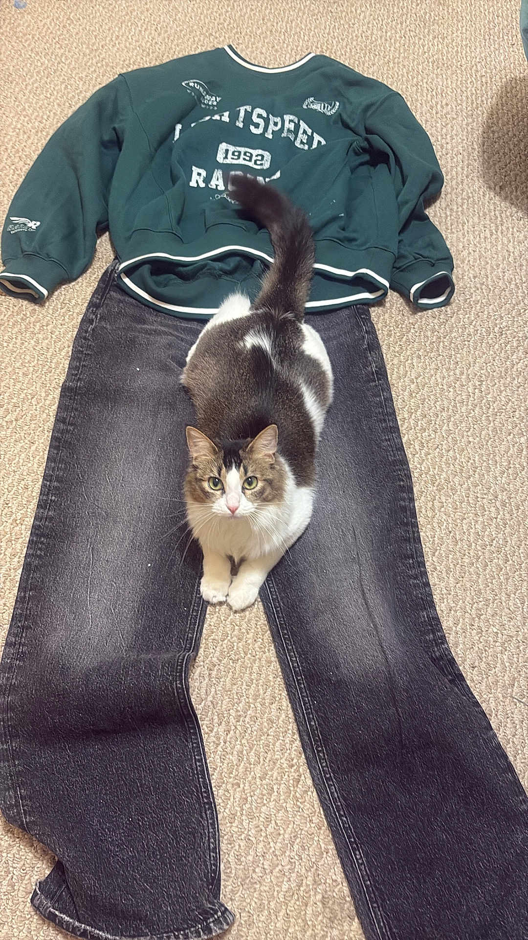 Opal is registered to the contest to win money with this photo: cat, jeans, sweatshirt, clothing, carpet, indoor, pet, animal, fur, laying, casual, black_jeans, green_sweatshirt, floor, relaxed, cute, whiskers, tail, paws, domestic_cat