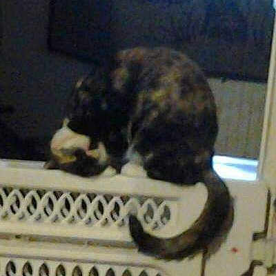 Kali