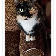 Kali is registered to the contest to win money with this photo: animal, armrest, calico_cat, cat, closeup, couch, curious, domestic_cat, feline, fur, green_eyes, indoor, looking_up, patterned_furniture, pet, portrait, sitting, user_interface, website_screenshot, whiskers