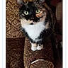 cat, calico_cat, pet, couch, armrest, green_eyes, feline, curious, indoor, patterned_furniture, animal, sitting, looking_up, domestic_cat, whiskers, fur, portrait, closeup, website_screenshot, user_interface