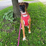 Pumpkin is registered to the contest to win money with this photo: alert, animal, boxer, brown_dog, canine, closeup, daylight, dog, grass, greenery, leaf, leash, nature, outdoor, pet, red_harness, sidewalk, sitting, suburban, tree