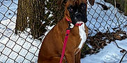 Pumpkin joined the competition — help win amazing prizes! animal, boxer, brown, canine, curious, daylight, dog, fence, ground, leash, nature, outdoor, pet, puppy, sitting, snow, tree, white, winter, young