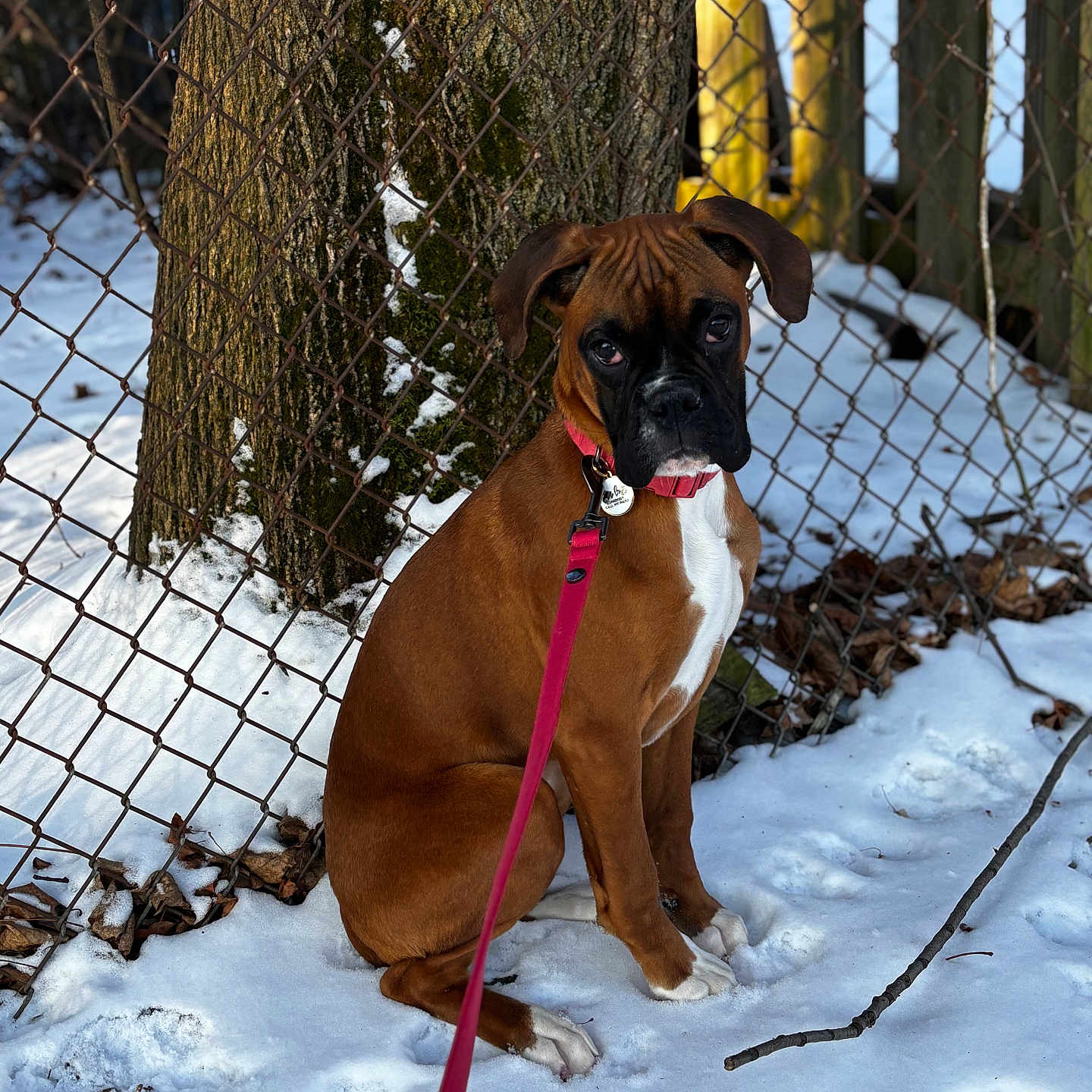 Pumpkin joined the competition — help win amazing prizes! animal, boxer, brown, canine, curious, daylight, dog, fence, ground, leash, nature, outdoor, pet, puppy, sitting, snow, tree, white, winter, young