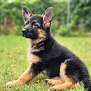 A'Nour a rejoint le concours — aidez-le/la à gagner de superbes lots ! german_shepherd, puppy, dog, grass, outdoor, pet, animal, nature, ears, fur, collar, sitting, young, cute, canine, portrait, greenery, alert, mammal, domestic