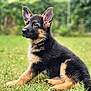 german_shepherd, puppy, dog, grass, outdoor, pet, animal, nature, ears, fur, collar, sitting, young, cute, canine, portrait, greenery, alert, mammal, domestic