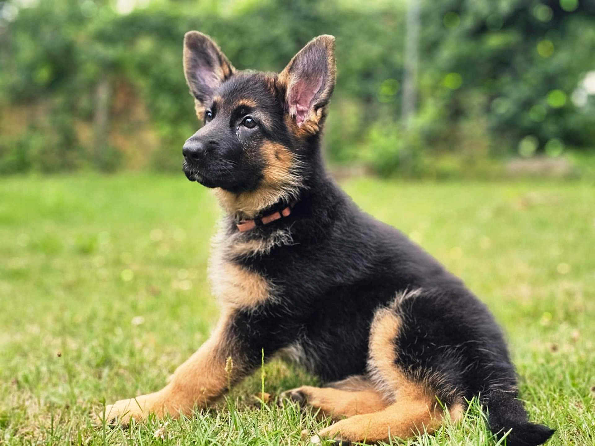 A'Nour a rejoint le concours — aidez-le/la à gagner de superbes lots ! german_shepherd, puppy, dog, grass, outdoor, pet, animal, nature, ears, fur, collar, sitting, young, cute, canine, portrait, greenery, alert, mammal, domestic