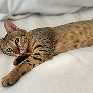 Nala is registered to the contest to win money with this photo: cat, tabby, feline, pet, animal, relaxed, lying_down, green_eyes, striped, whiskers, paw, soft_surface, bed, indoor, close_up, cute, resting, fur, ears, domestic_cat