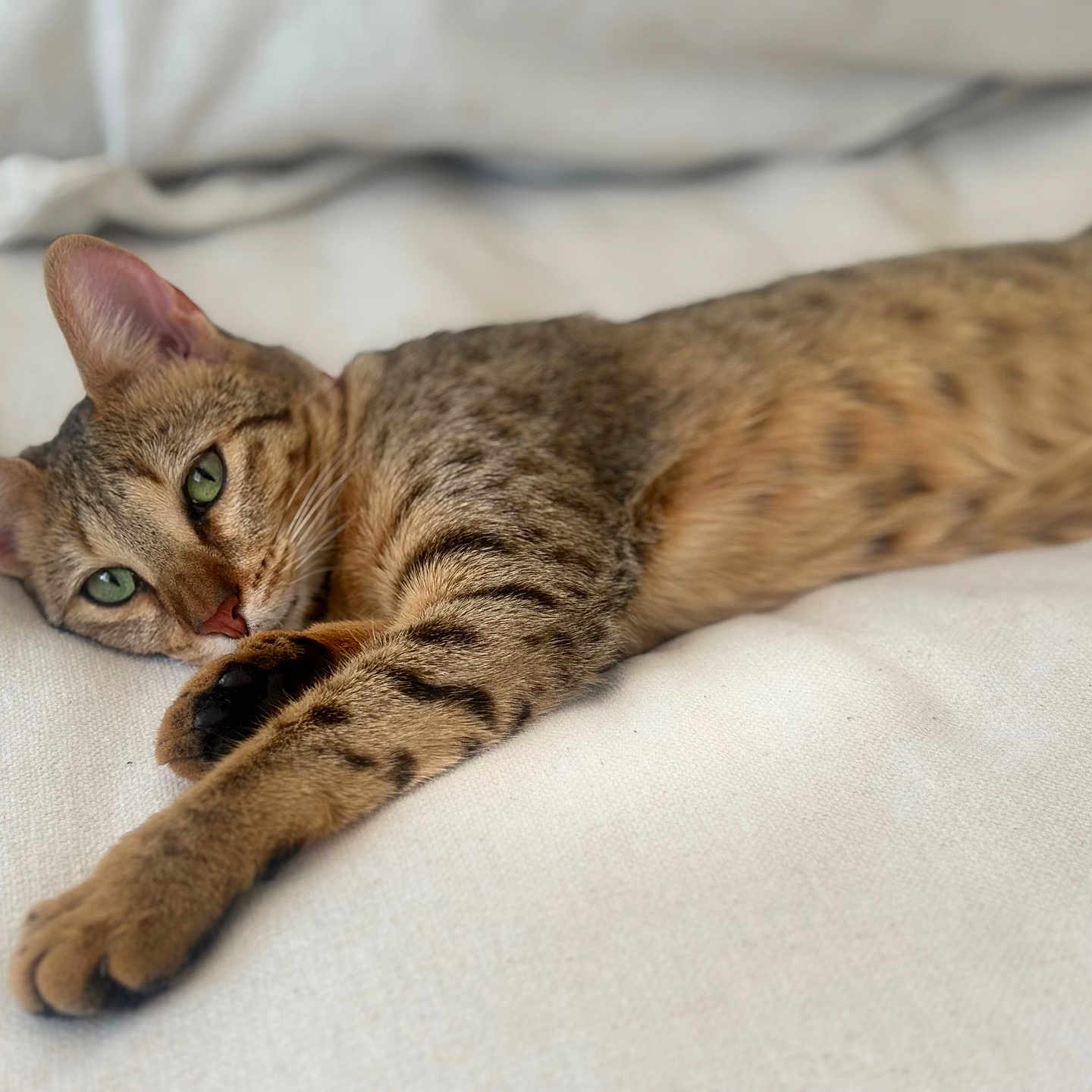 Nala is registered to the contest to win money with this photo: cat, tabby, feline, pet, animal, relaxed, lying_down, green_eyes, striped, whiskers, paw, soft_surface, bed, indoor, close_up, cute, resting, fur, ears, domestic_cat