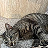 cat, tabby, indoor, carpet, texture, green_eyes, feline, whiskers, relaxed, alert, fur, animal, pet, closeup, resting, wall, pattern, leopard_print, background, cozy