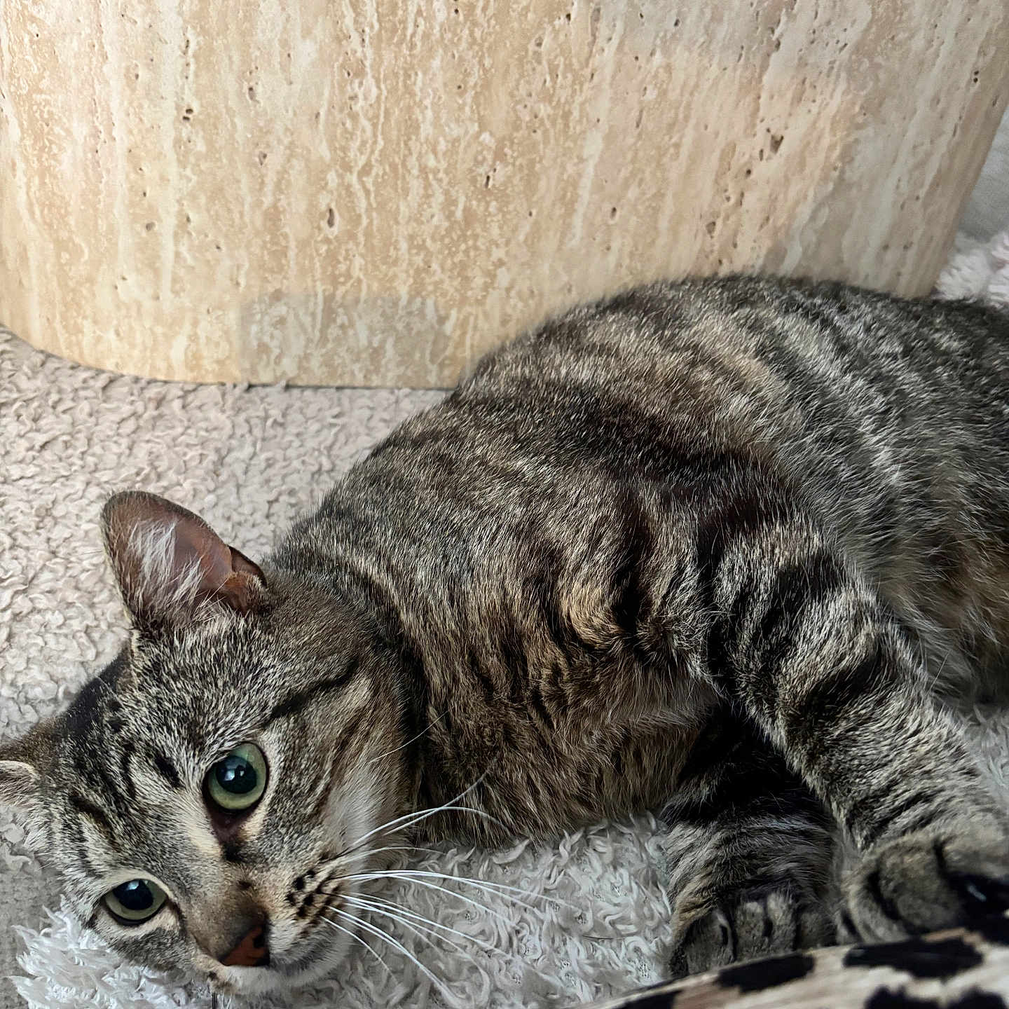 Bianca a rejoint le concours — aidez-le/la à gagner de superbes lots ! cat, tabby, indoor, carpet, texture, green_eyes, feline, whiskers, relaxed, alert, fur, animal, pet, closeup, resting, wall, pattern, leopard_print, background, cozy